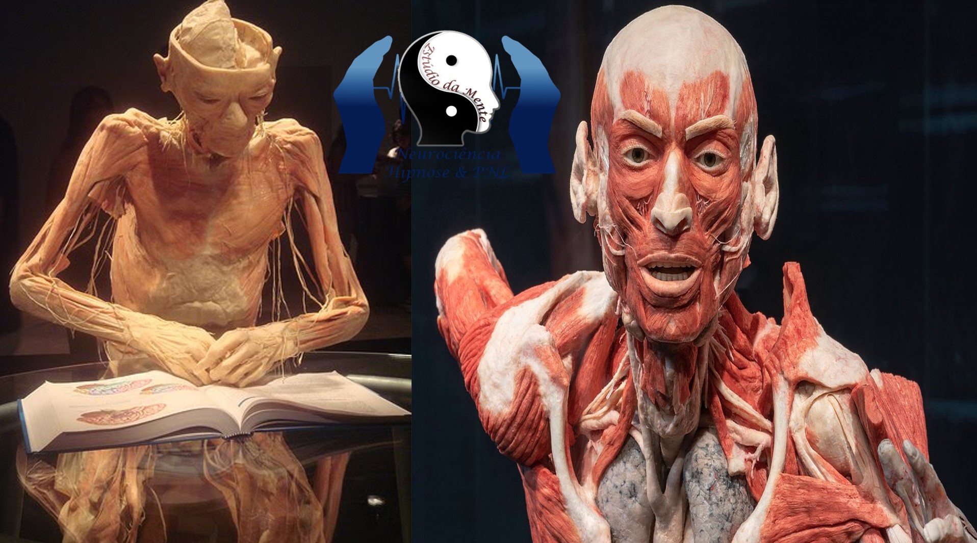 Curiosidades sobre o corpo humano