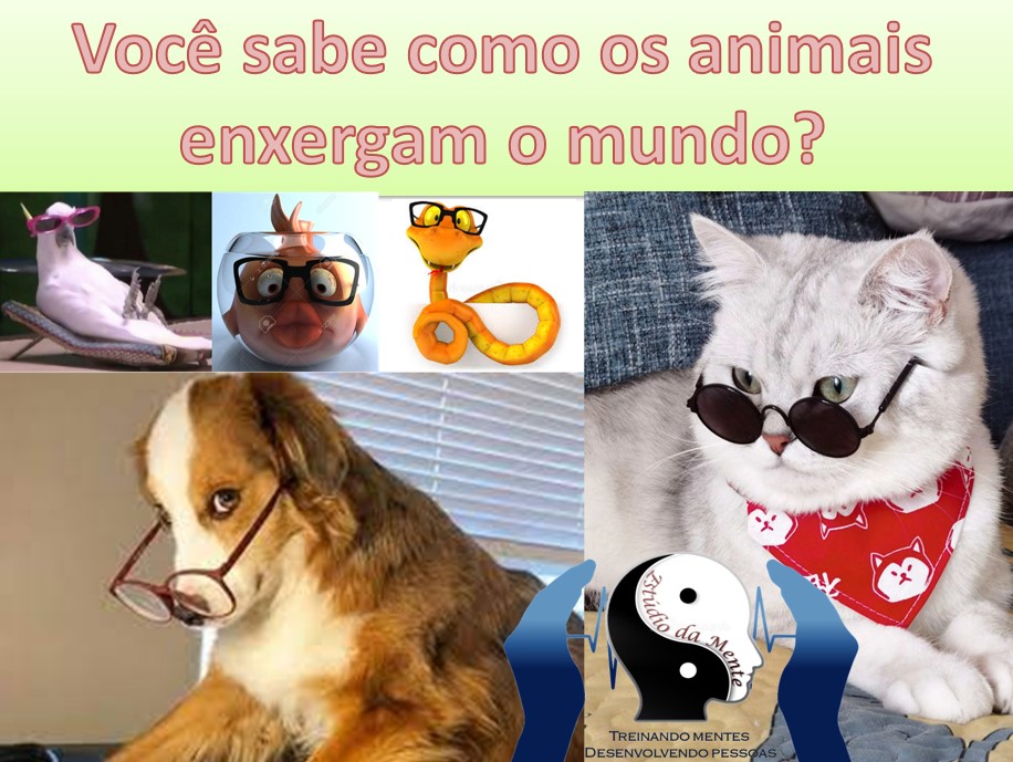 Animais com óculos